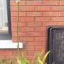 Agapanthus Image 2