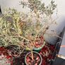 Potted olive tree Image 2