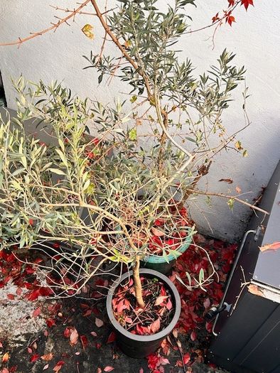 Potted olive tree