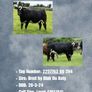 Livestock Image 3