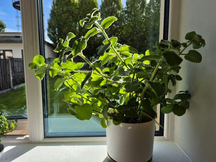 Cuban Oregano / Mexican Mint