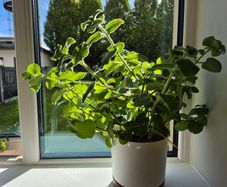 Cuban Oregano / Mexican Mint