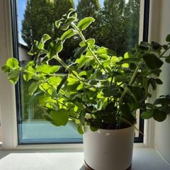 Cuban Oregano / Mexican Mint
