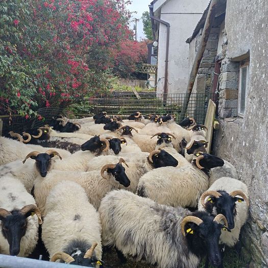 Black face horny Hoggets