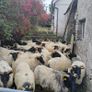 Black face horny Hoggets Image 5