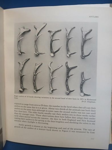 Fallow Deer book