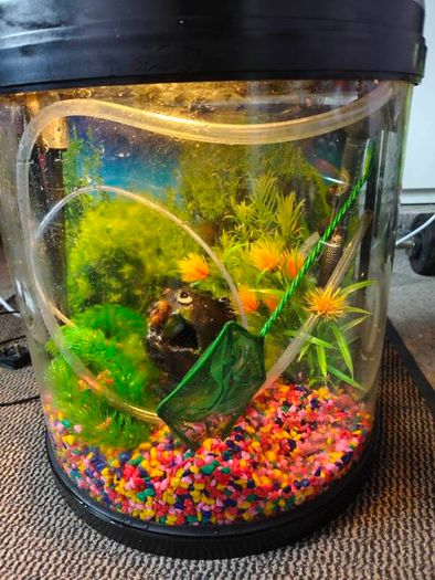 Fish Tank
