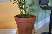jade plant