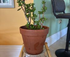 jade plant