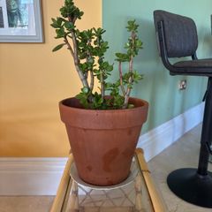 jade plant