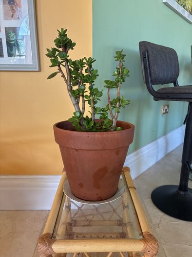 jade plant