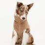 Premium bundle of H and M dog accessories in excellent condition. Perfect for a small dog. Image 5