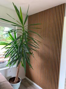 Large Yucca plant