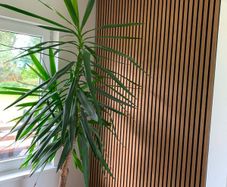 Large Yucca plant