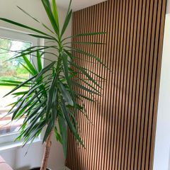 Large Yucca plant