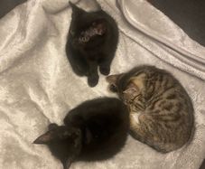 kittens