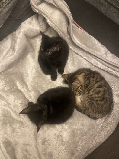 kittens