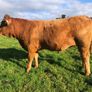 Incalf heifers @ Macroom mart on Sat. next 17th. Image 6