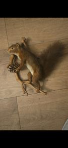 Taxidermy  Red Squirrel