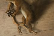 Taxidermy  Red Squirrel