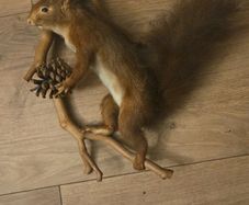 Taxidermy  Red Squirrel