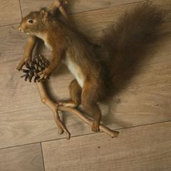 Taxidermy  Red Squirrel