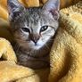 Missing kitten Image 4