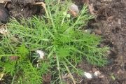 chamomile plant