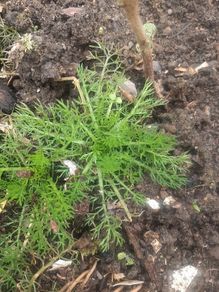 chamomile plant