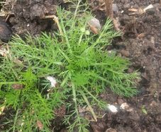 chamomile plant