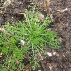 chamomile plant