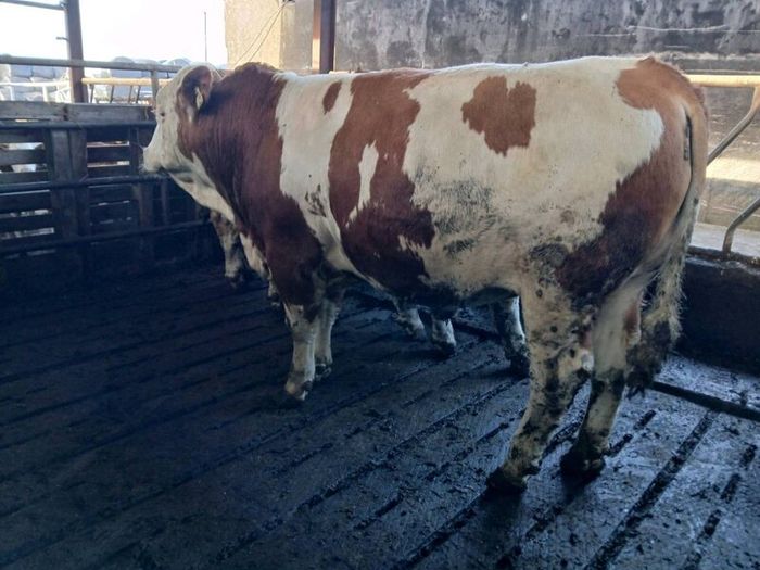 Pedigree Fleckvieh Bulls