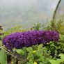 Buddlia Butterfly Bush Image 7
