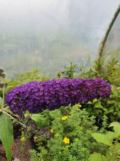 Buddlia Butterfly Bush