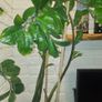 zamioculcas 80cm Image 2