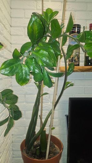 zamioculcas 80cm