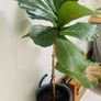 House Plants For Sale Image 6