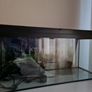 Fish Tank Image 5