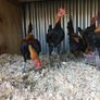 Modern game birds Image 4