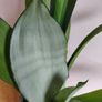 Sansevieria trifasciata 'Moonshine' plant in a green ceramic pot Image 3