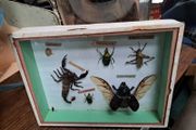 Vintage Taxidermy