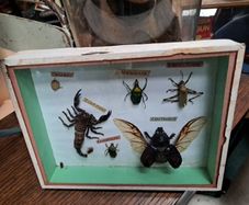 Vintage Taxidermy
