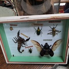 Vintage Taxidermy
