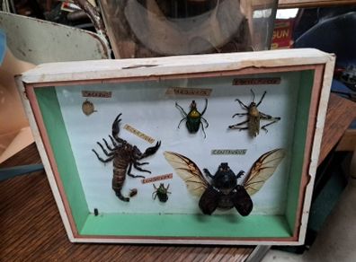 Vintage Taxidermy