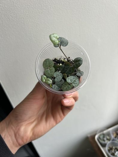 String of Hearts