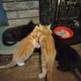 kittens Image 4