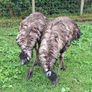 2 emus Image 2