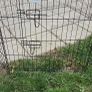 dog fence/pen Image 3