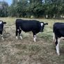Bullocks Image 4
