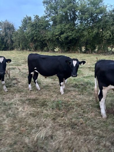Bullocks